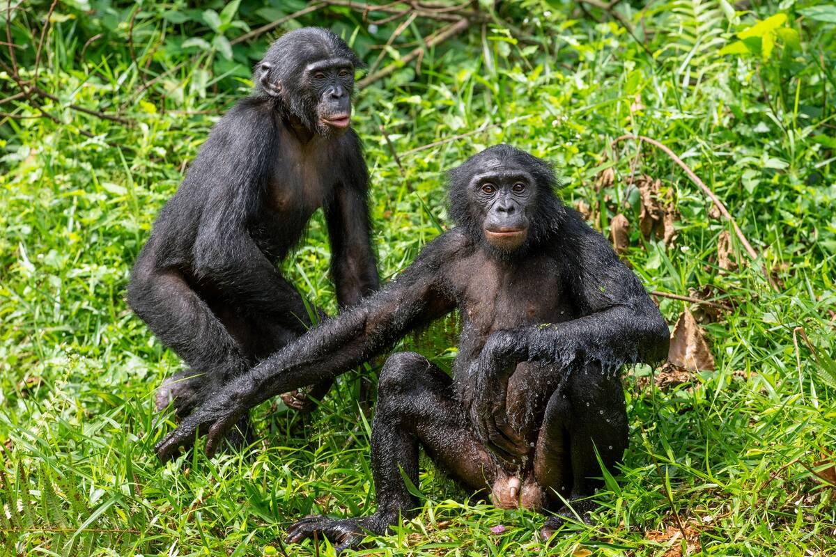 Dos bonobos en el Congo