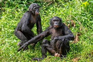 Qué significado tiene el comportamiento homosexual en animales