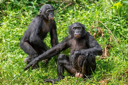 Dos bonobos en el Congo; la especie es estudiada porque los adultos suelen tener relaciones sexuales de forma habitual entre individuos del mismo sexo