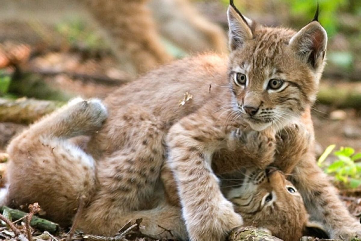 Dos crías de lince jugando (El Español)