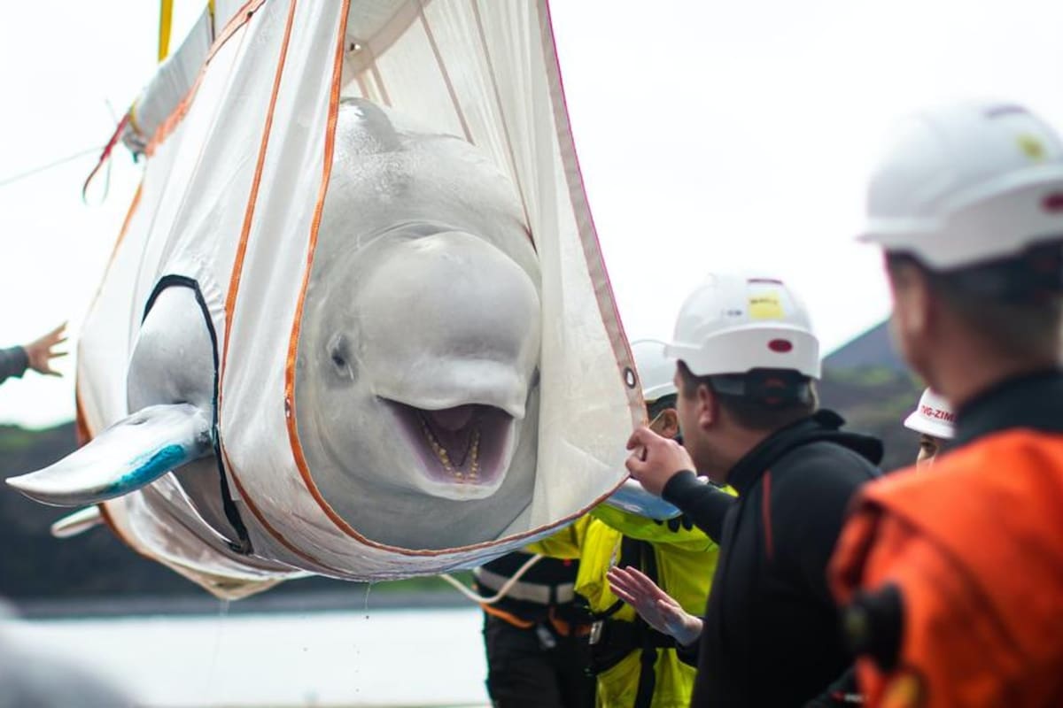Dos de estos cetáceos, llamados Little White y Little Gay, fueron liberados en un santuario en Islandia, luego de vivir en cautiverio por una década en un acuario de la ciudda de Shangai
