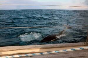 Dos de las orcas aproximándose al velero que se dirigía al Estrecho de Gibraltar