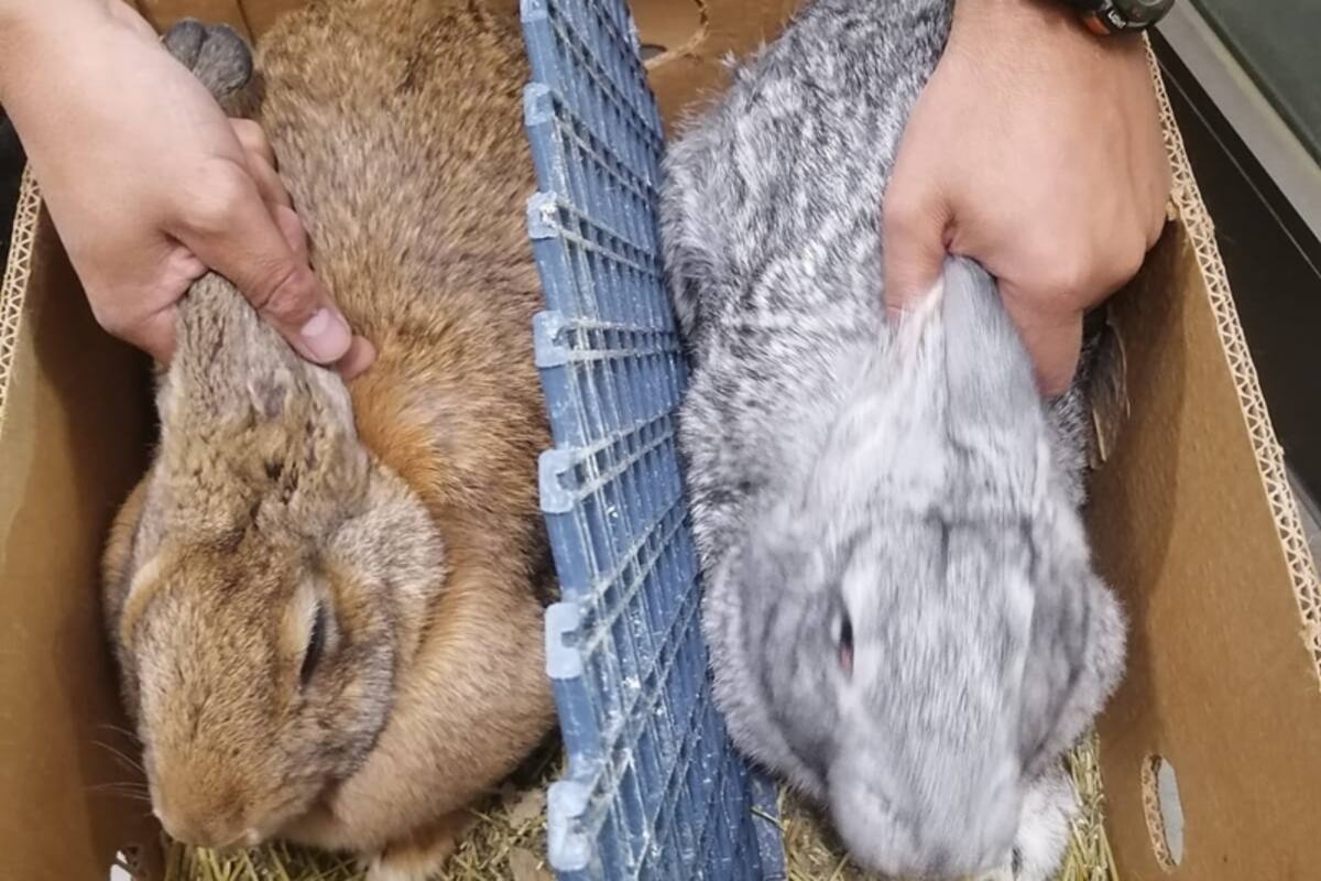 Dos de los conejos que fueron encontrados vivos dentro del taxi