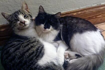 Dos de los cuatro gatitos que se comió el puma en Ascochinga.