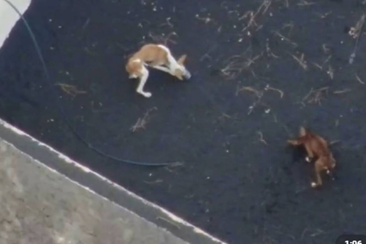 Dos de los perros atrapados en La Palma
