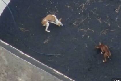 Dos de los perros atrapados en La Palma
