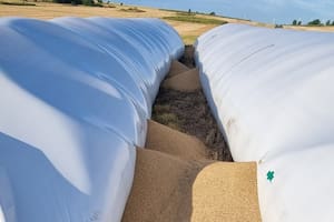 Dos de los silobolsas rotos por los jabalíes