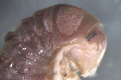 Dos diminutos puntos, identificados con un círculo rojo, llamaron la atención de una bióloga en Dinamarca cuando observó un retrato de un milpiés que fue publicado por un entomólogo estadonidense; así lograron descubrir una nueva especie de hongo parásito que vive como huésped de insectos y arañas