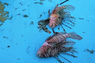 Las aguas cada vez más cálidas del Mediterráneo atraen a cientos de especies invasoras