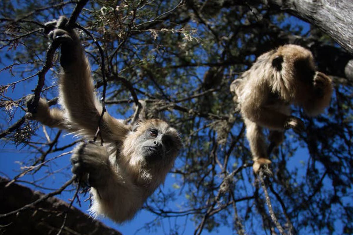 Dos ejemplares hembra de mono carayá, cuelgan de un árbol en la Reserva de Monos Carayá, en La Cumbre, Córdoba