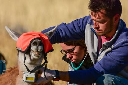 Dos especialistas mapean a un ejemplar de guanaco, acción clave para conocer más sobre el comportamiento de este gran herbívoro