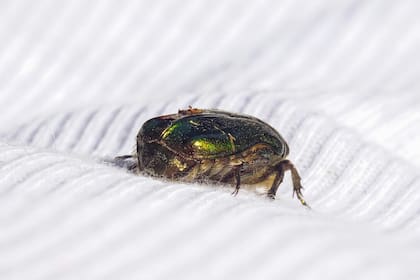 Dos expertos explicaron las formas principales de atraer chinches a la casa