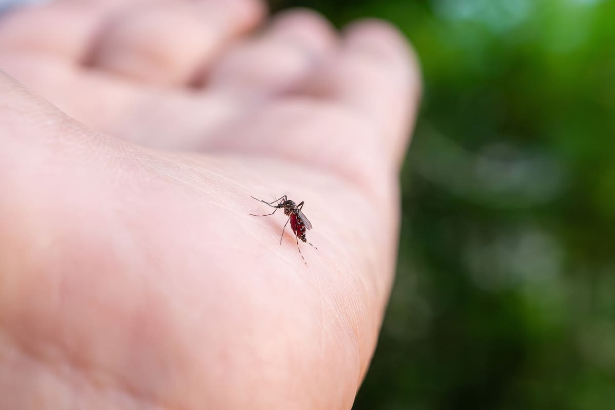 Dos franceses crearon un sistema que usa pulsos de ultrasonido para guiar a un dron hasta donde está un mosquito