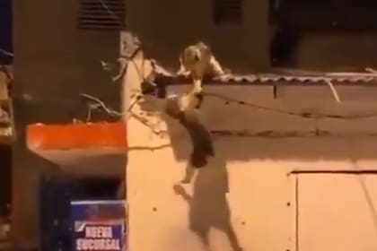 Dos gatos se volvieron viral luego de ser registrados mientras se peleaban sobre el techo de una casa: las imágenes guardan gran similitud con la escena de El Rey León en la que Scar mata al papá de Simba