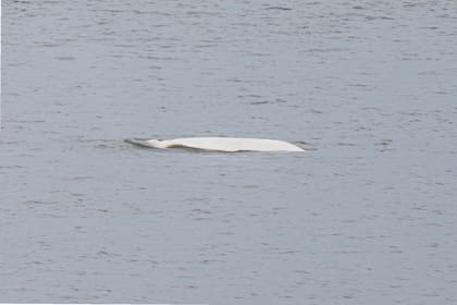 Dos hermanos neoyorquinos viajaron a Alaska para festejar el cumpleaños de uno de ellos y captaron varias belugas en las aguas, en lo que consideraron un espectáculo único