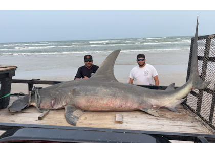 Dos hombres en Texas capturaron a un tiburón martillo luego de pelear con él durante casi una hora y media