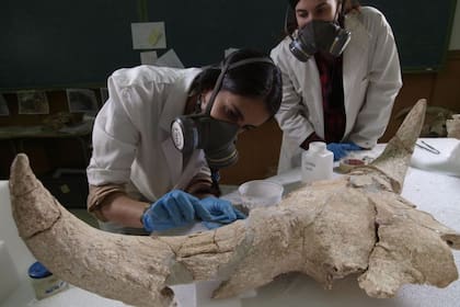 Dos investigadoras analizan uno de los cráneos hallados en los yacimientos de Pinilla del Valle, en Madrid