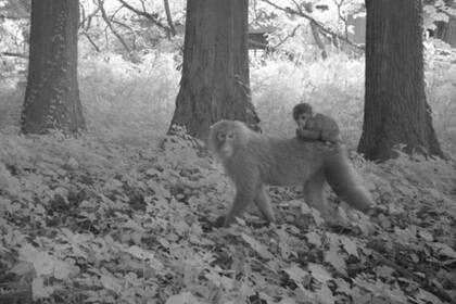 Dos macacos en un área de Fukushima que fue desalojada por el accidente nuclear y que sigue sin ser habitada