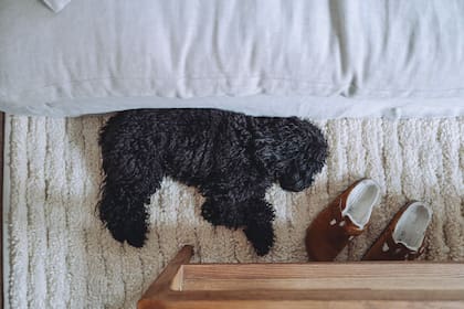 Dos meses después de su casamiento, la pareja adoptó a su caniche Nina. "Finalmente encontré una perra que buscaba un hogar para siempre. ¡mi primera mascota! Bienvenida a la familia, Nina. El alma más gentil y más adorable", escribió Rhodes en Instagram tras presentar a la nueva integrante de la familia.