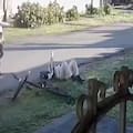 Dos motochorros le robaron la bicicleta a un joven y le dispararon pese a que no intentó resistirse
