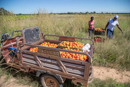 Dos mujeres llevan una caja con tomates a un triciclo eléctrico, el jueves 6 de marzo de 2025, en Hwedza, Zimbabue.