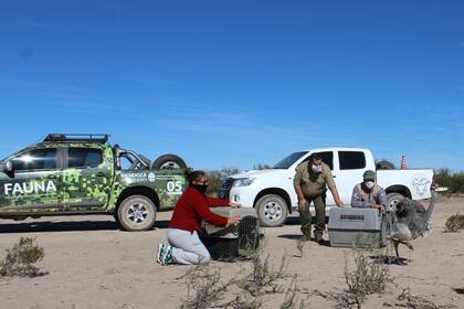 Dos ñandúes fueron puestos en libertad en Mendoza tras ser rescatados del comercio en negro y rehabilitados por especialistas.