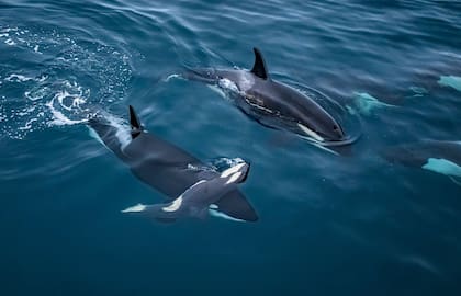 Dos orcas adultas nadan justo debajo de la superficie de aguas azul profundo