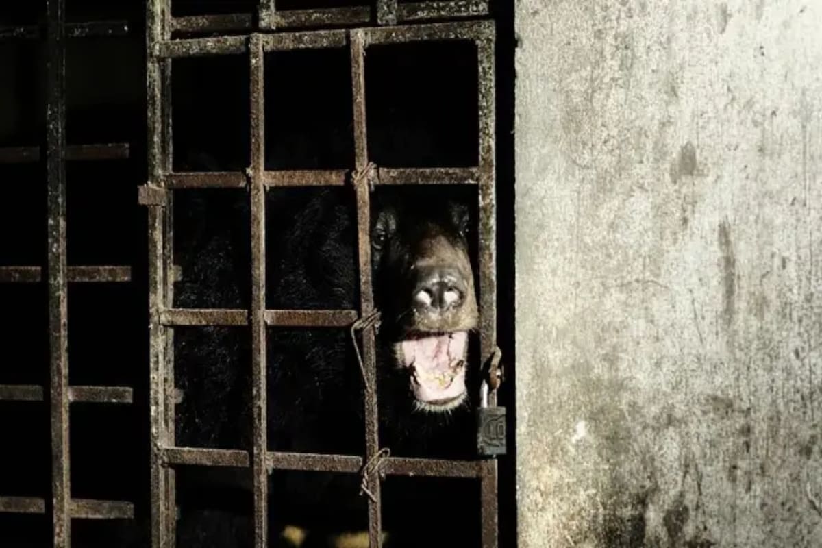 Dos osos encontrados en un sótano después de 17 años de encierro reavivan la polémica por las "granjas de bilis de oso", que aún funcionan de forma legal en China y de forma ilegal en Vietnam