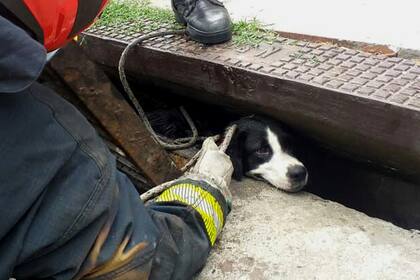 Dos perros cayeron en una alcantarilla en Mataderos, en Chamical y Basualdo