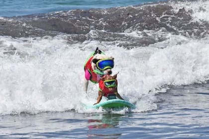 Dos perros disfrutan de las olas en San Diego, California