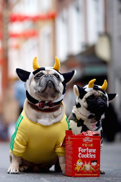 Dos perros posan con un paquete de galletas de la fortuna en Chinatown el primer día del Año Nuevo Lunar, que marca el comienzo del Año del Buey en el centro de Londres
