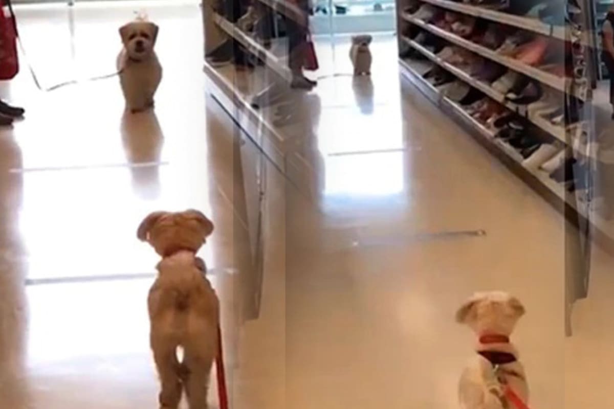 Dos perros se reencontraron después de la pandemia