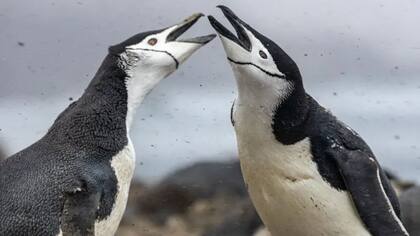 Dos pingüinos barbijo en la isla de Zavodovski