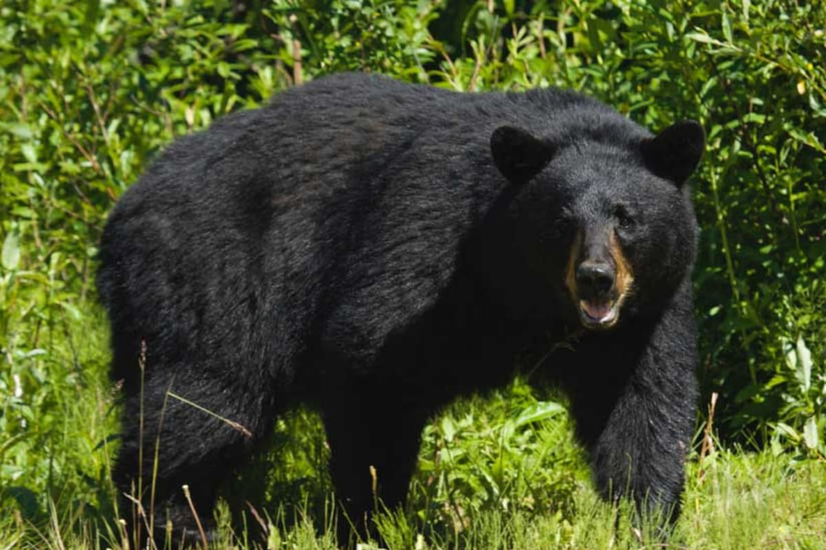Dos policías se recuperan del ataque de osos silvestres en Japón y autoridades advierten sobre incremento de casos (foto ilustrativa)