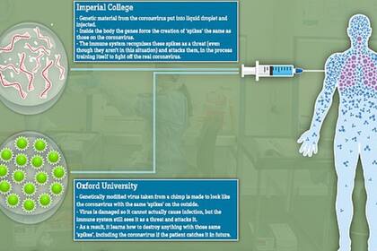 Dos posibles vacunas contra el coronavirus se desarrollaron en el Reino Unido. Hoy empiezan las pruebas para la de Oxford (MailOnline).