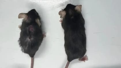 Dos ratones, ambos de la misma edad, el de la izquierda ha envejecido normalmente; el de la derecha ha recibido un fármaco antienvejecimiento