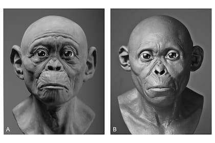 Dos representaciones del Niño de Taung realizadas con un año de diferencia, que de acuerdo a Vinas carecen de evidencia científica y están repletas de subjetividad