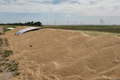 Dos silobolsas de trigo fueron atacados en un campo cercano a la ciudad de Bahía Blanca, arrendado por Carlos Sosa, presidente de la Bolsa de Cereales y Productos de Bahía Blanca