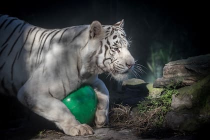 Dos tigres blancos de Bengala fueron derivados desde el Ecoparque a The Wild Animal Sanctuary ubicado en Colorado, Estados Unidos
