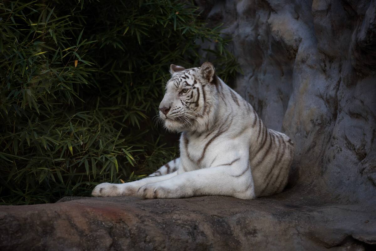 Dos tigres blancos de Bengala fueron derivados desde el Ecoparque a The Wild Animal Sanctuary ubicado en Colorado, Estados Unidos