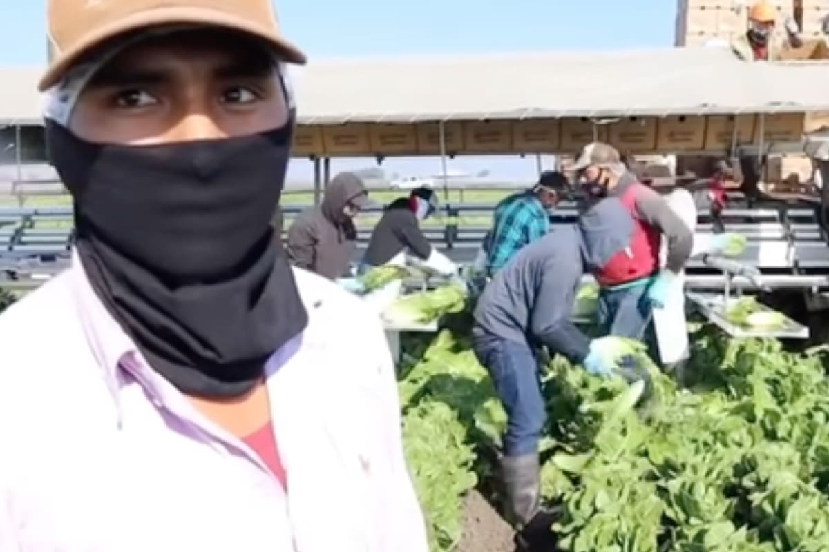 Dos trabajadores agrícolas revelaron cuánto ganan en Estados Unidos