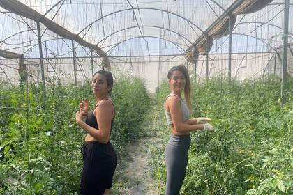 Dos voluntarias trabajan para salvar la cosecha en el kibutz agrícola Yesha, en el sur de Israel