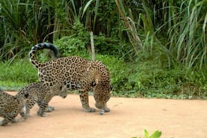 Dos yaguaretés consiguieron acceder al recinto en el que viven los flamencos en una reserva de Brasil; el ataque fue descubierto este martes