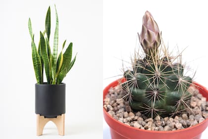 Dracaena trifasciata es un símbolo de fortaleza debido a su capacidad para adaptarse a condiciones adversas. Los cactus se consideran barreras contra las malas energías