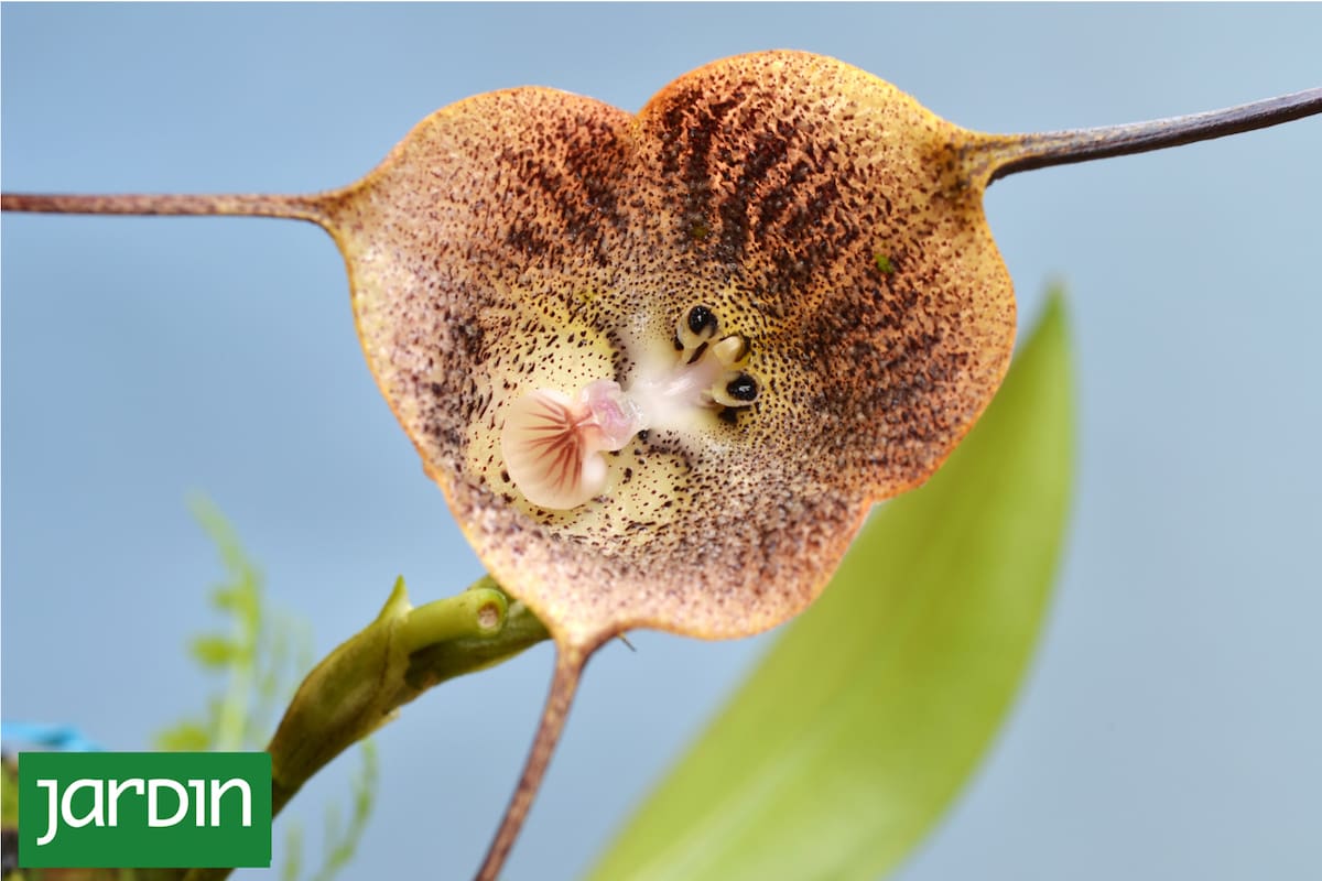 Dracula radiosa, una flor que parece una cara