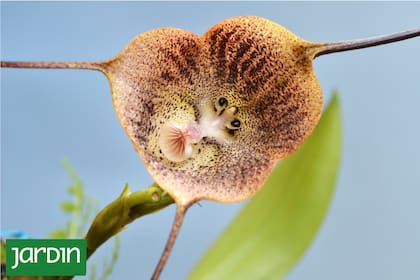 Dracula radiosa, una flor que parece una cara
