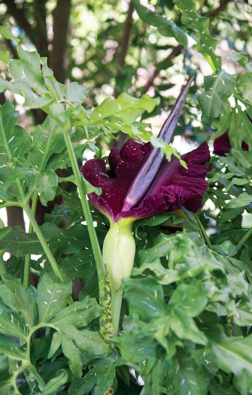 Dracunculus vulgaris.