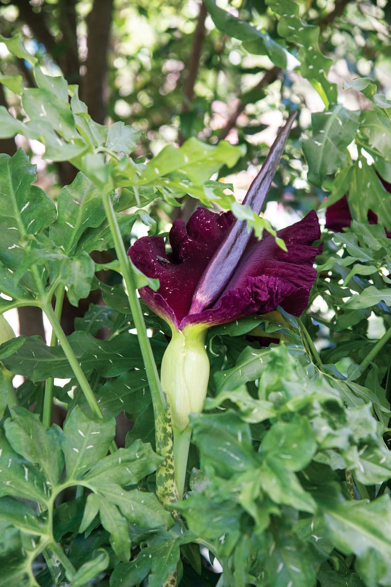 Dracunculus vulgaris.