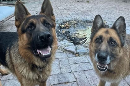 Drako y Negrita, los perros pastores de Tomás Vodanovic que murieron envenenados