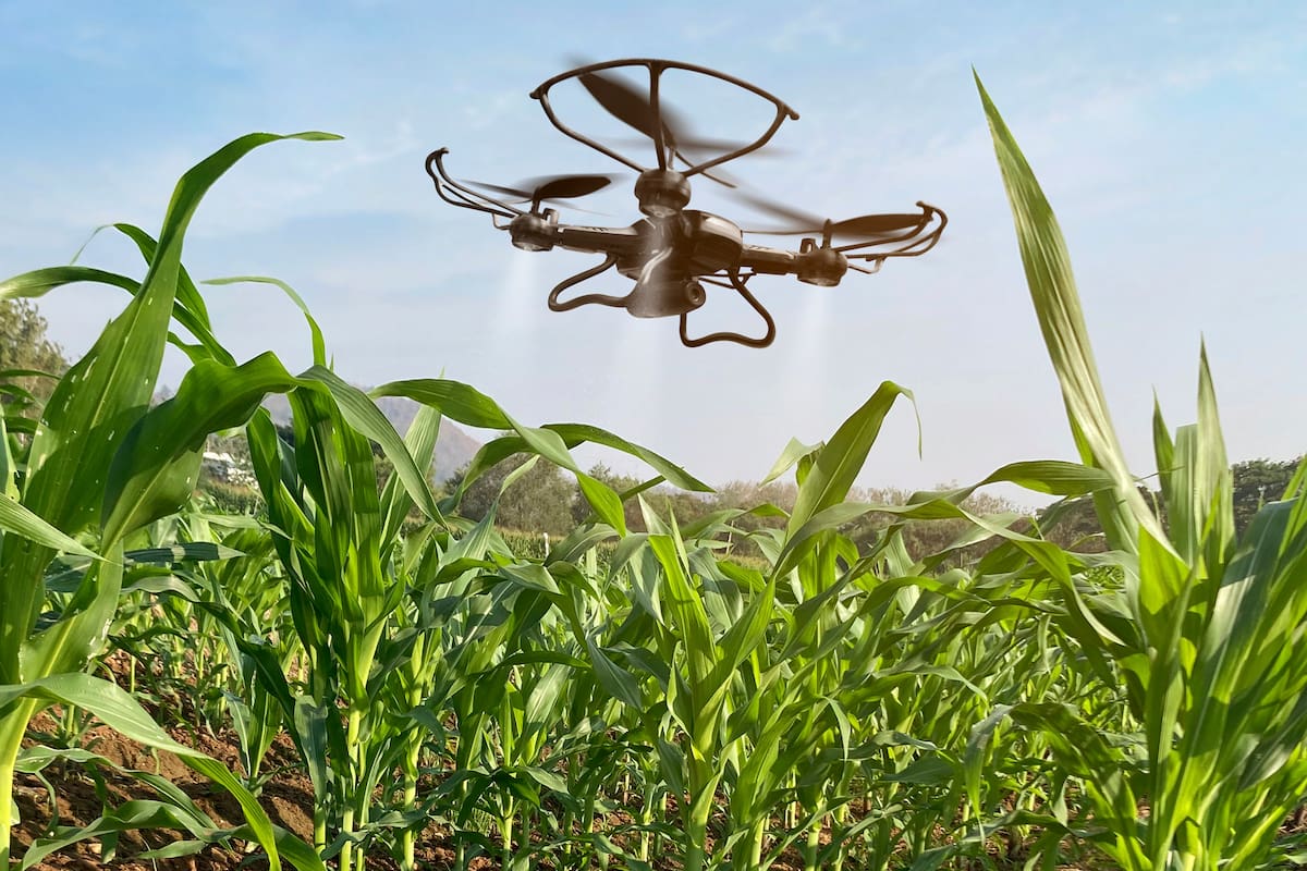 Drone flying over corn fields with sprayed fertilizer. Agriculture of smart farming controlled by Technology. Of free space for texts and branding.